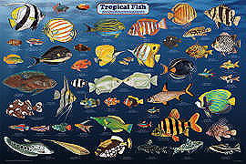 Tropical Fish Poster