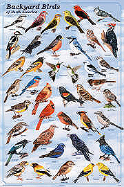 Bird Posters