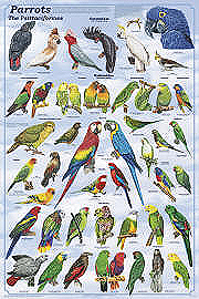 A204 Parrots