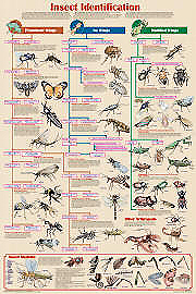 Insect Identifcation Chart