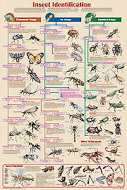 Insect Identifcation Chart