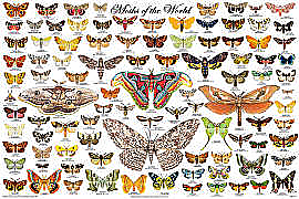 Moths of the World Poster
