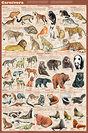 Carnovore Poster