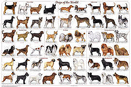 Dogs of the World Poster