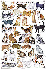 Domestic Animals and Pet Posters by Feenixx Publishing