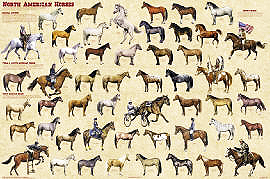 North American Horses Poster