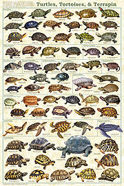 Turtles and Tortoises poster