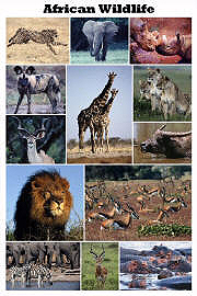 African Wildlife