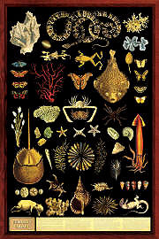 Curiosity Cabinet Poster