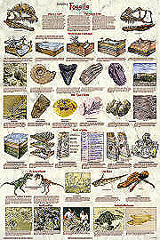 Fossils Poster