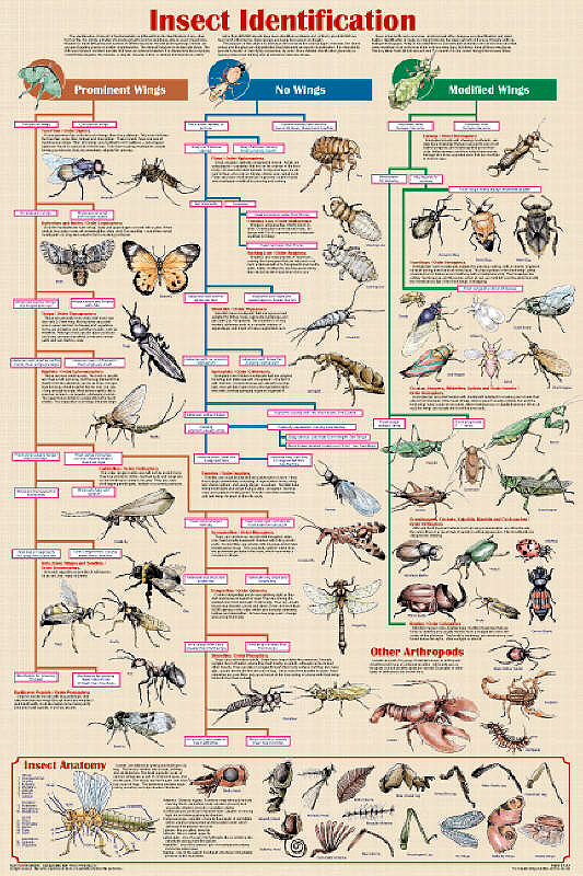 Flying Insect Identification Chart