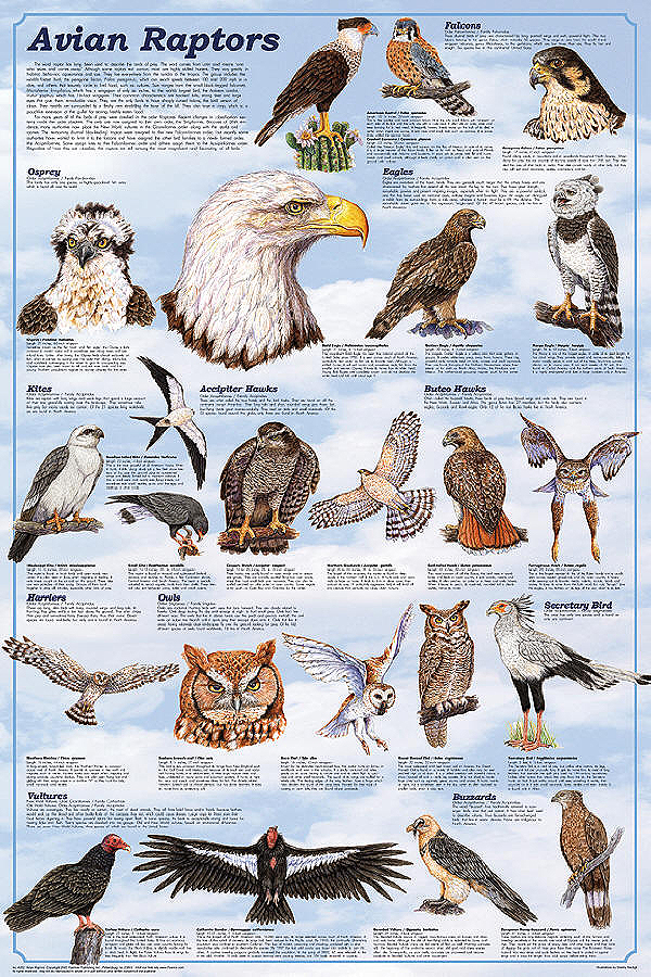 Avian Raptors Poster