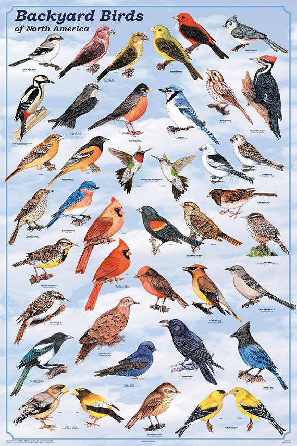 Backyard Birds of North America - Content Intensive Posters from ...