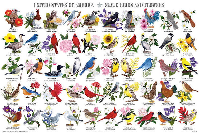 State Birds and Flowers Poster