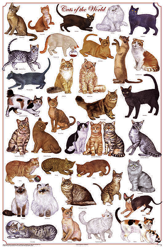 Cats of the World Poster