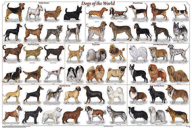 dog breeds of world poster. Dogs of the World Poster