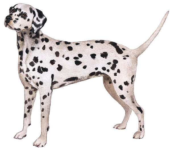 Dalmatian