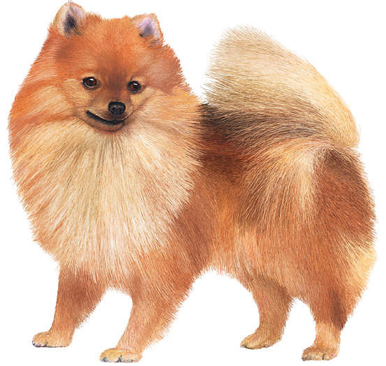 Pomeranian