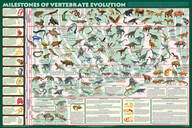 geological time scale chart. Geological+time+scale+