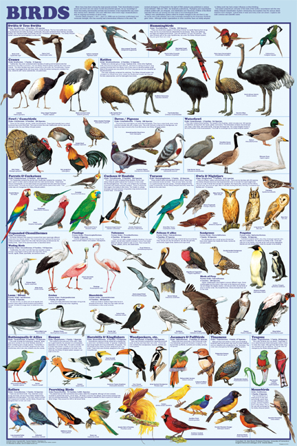 Birds Name Chart