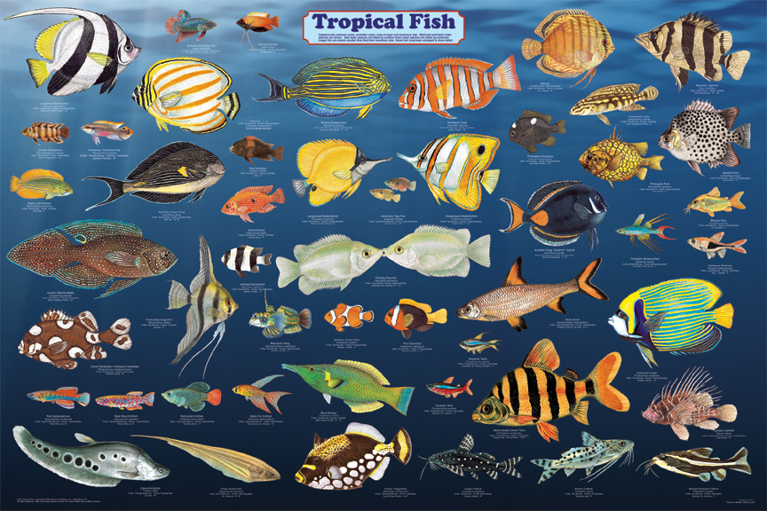 Advanced Search freshwater tropical fish photos