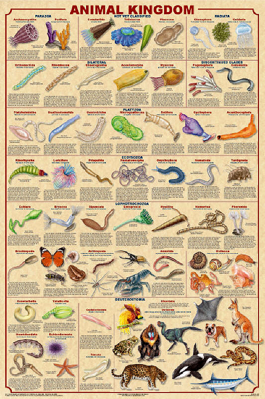 animal kingdom chart. Animal Kingdom Poster