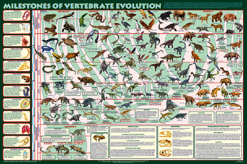 Milestones of Vertebrate Evolution - Extraordinary Poster by Feenixx  Publishing