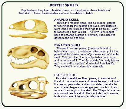 type of animal skulls