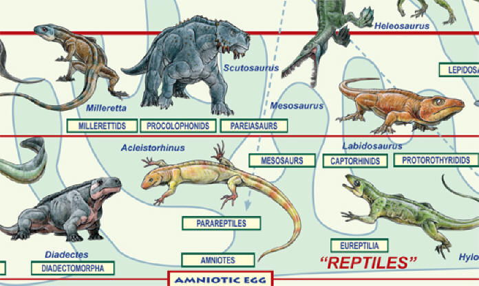 Milestones of Vertebrate Evolution - Extraordinary Poster by Feenixx  Publishing