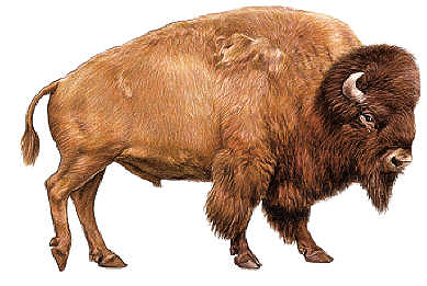 Bison bison