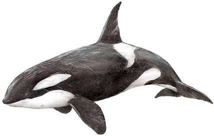 Orcinus Orca