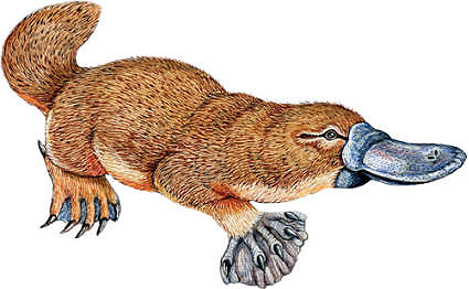 Ornithorhynchus anatinus