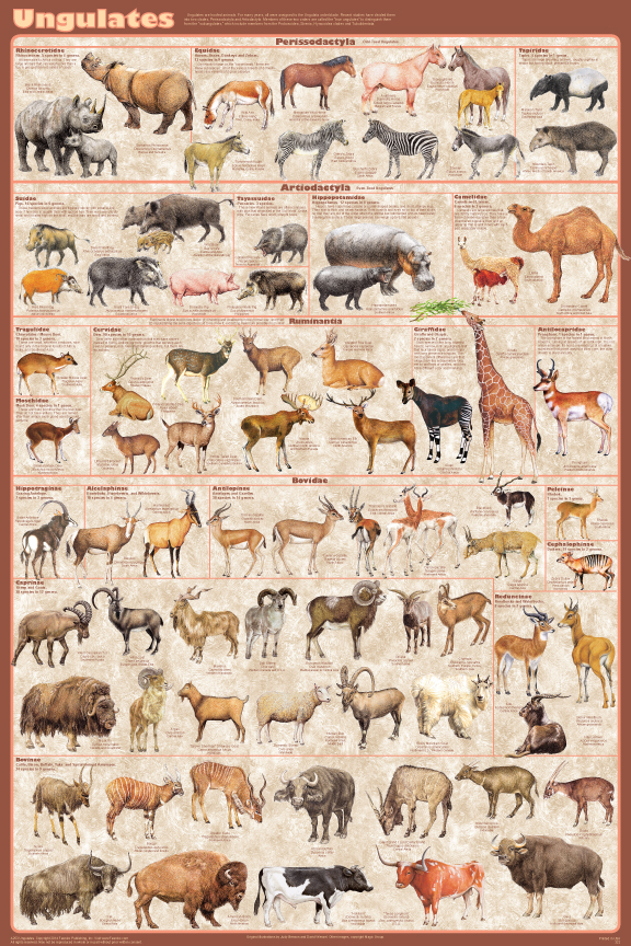 Ungulates - the hoofed animals - all families presented