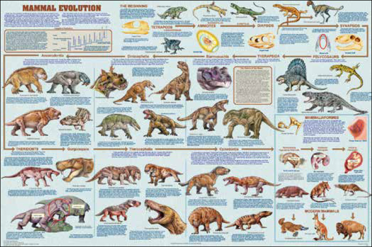 Marsupials poster - animals with pouches - all families presented