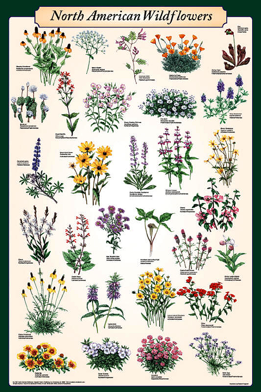 North American Wildflowers