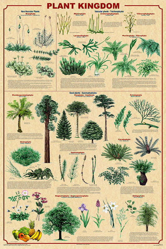 animal kingdom chart. Plant Kingdom Chart