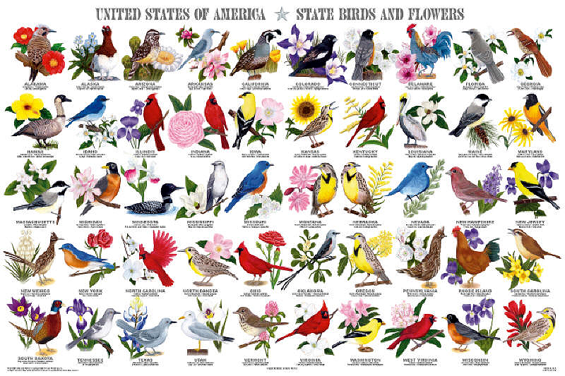 State Birds and Flowers Poster