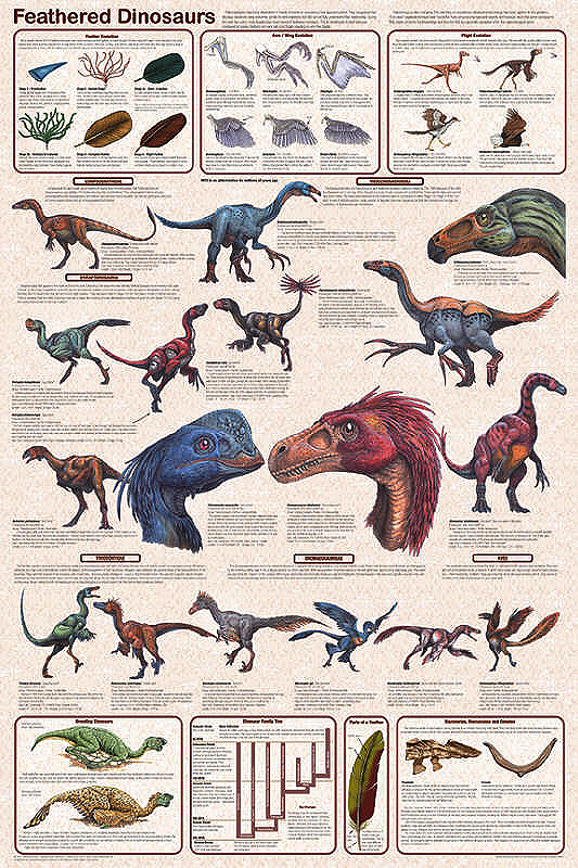 Feathered Dinosaurs Poster