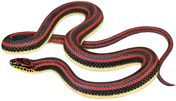 Where can you find pictures of North American snakes?