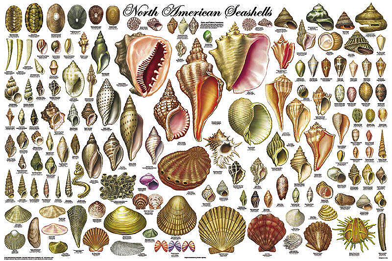 North American Seashells