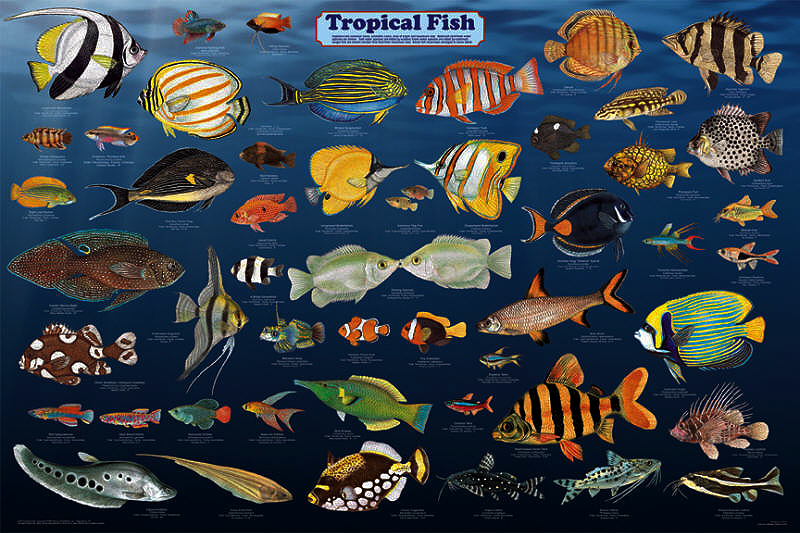 Tropical Fish Poster by Feenixx Publishing