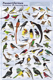 Perching Bird Poster