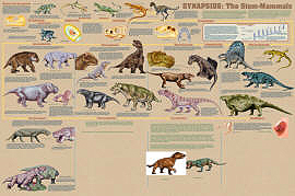 Synapsids Poster